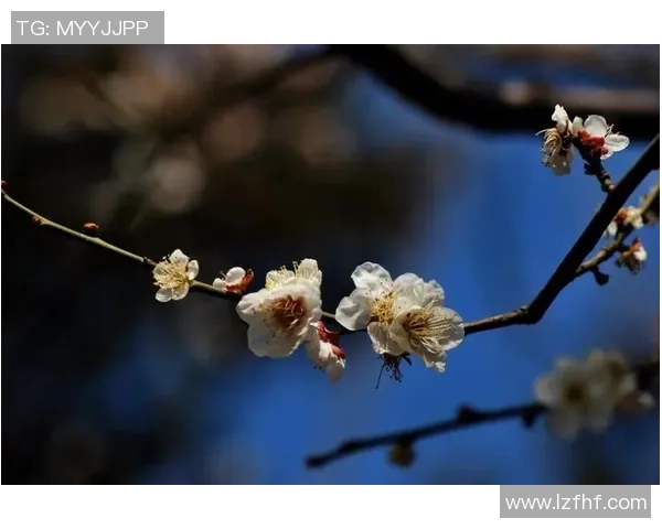 梅花香自苦寒来足球明星梅姓传奇与成就探讨
